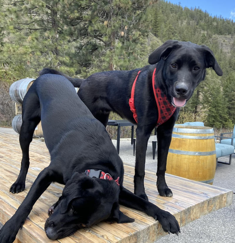 Nighthawk Vineyards Dog